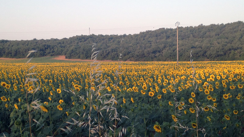 GIRASOLES EN CALZADILLA DE LA CUEZA.